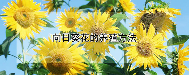 向日葵花的养殖方法（盆栽向日葵养殖方法）