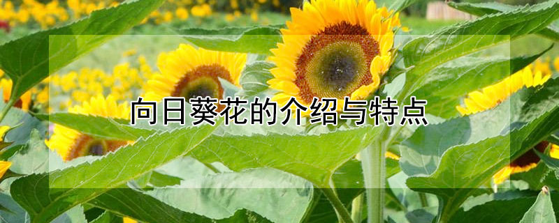 向日葵花的介绍与特点 向日葵花的介绍与特点文字