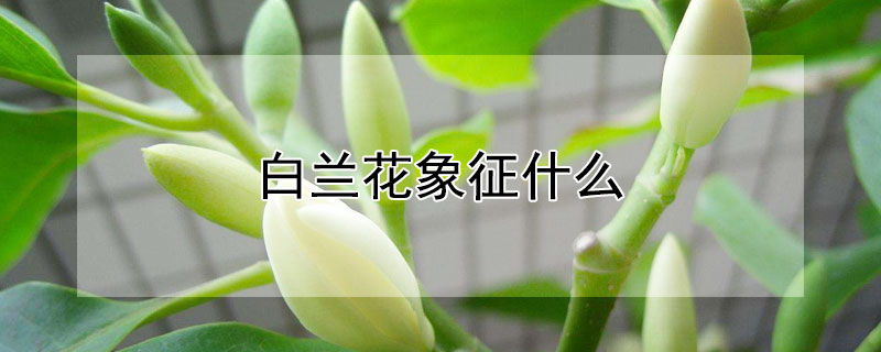 白兰花象征什么 白兰花的花语和象征