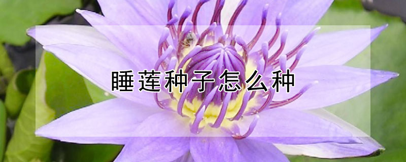 睡莲种子怎么种 睡莲有种子吗