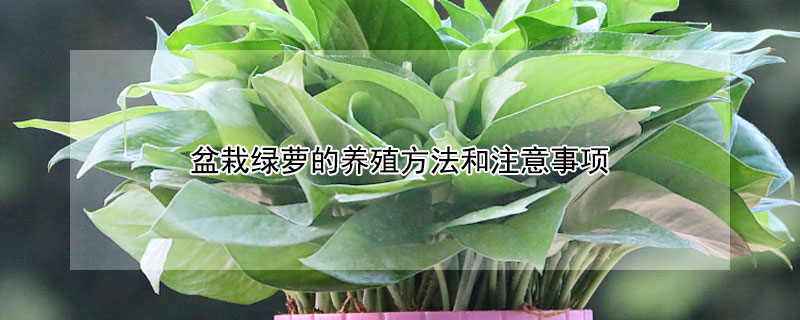 盆栽绿萝的养殖方法和注意事项（大型盆栽绿萝的养殖方法和注意事项）
