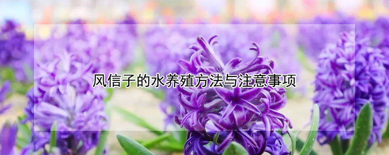 风信子的水养殖方法与注意事项（风信子可以放水里养吗）