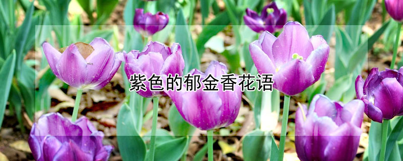 紫色的郁金香花语 紫色的郁金香花语是什么?