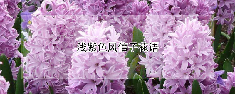 浅紫色风信子花语 淡紫色的风信子花语