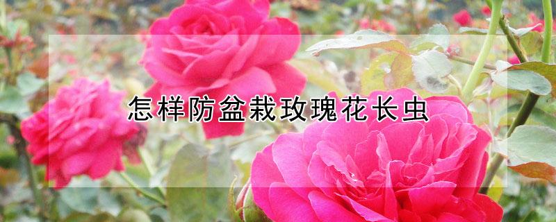 怎样防盆栽玫瑰花长虫（怎样预防玫瑰花起虫）