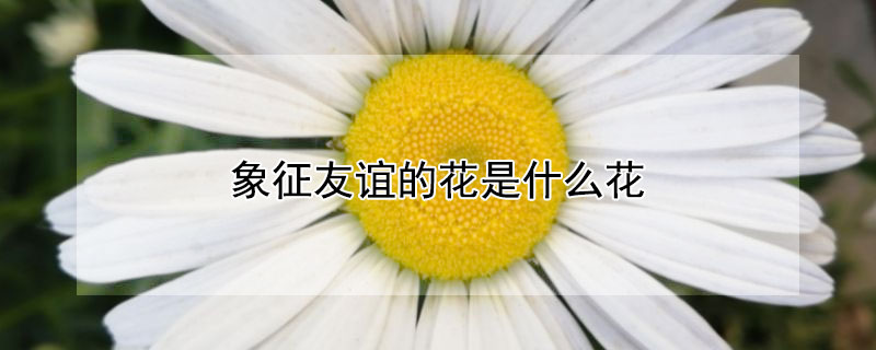 象征友谊的花是什么花 寓意着友谊的花是什么花