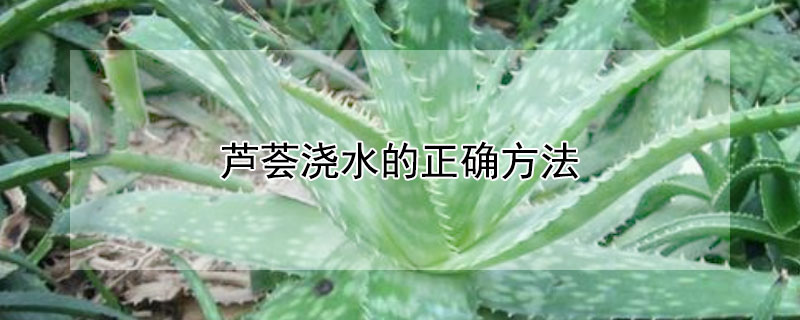 芦荟浇水的正确方法 芦荟的正确浇水方式