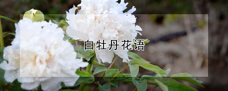 白牡丹花语 白牡丹花语是什么