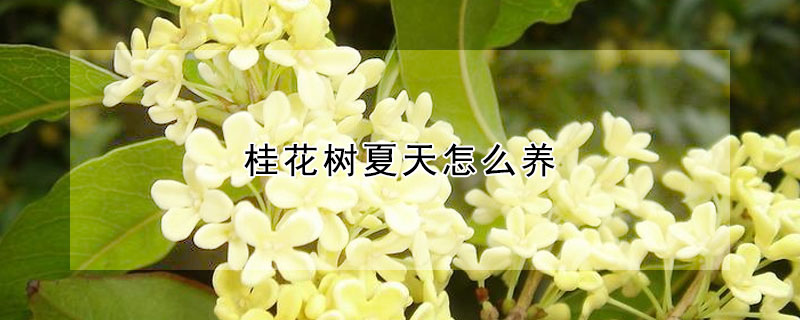 桂花树夏天怎么养 盆栽桂花树冬天怎么养
