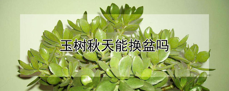 玉树秋天能换盆吗（玉树夏季可以换盆）