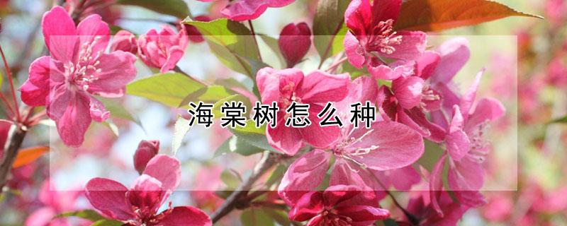 海棠树怎么种（海棠树怎么种植方法和注意事项）