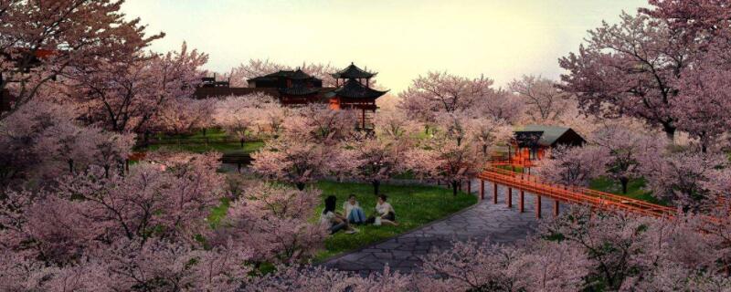 樱花的花语是什么 粉色樱花的花语是什么