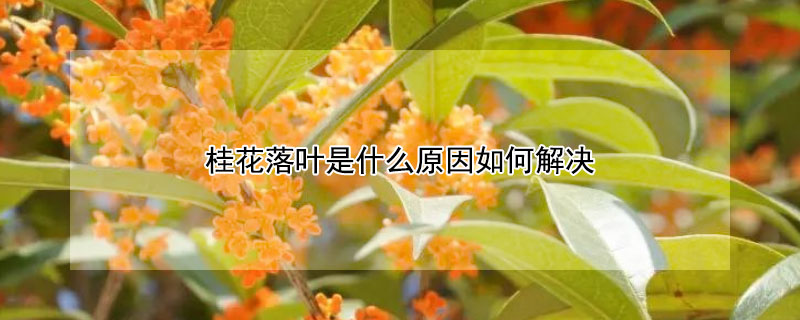 桂花落叶是什么原因如何解决 桂花树落叶了是什么原因应该怎样治疗