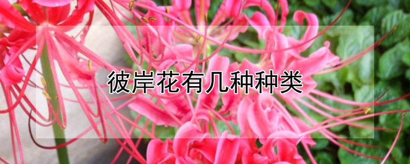 彼岸花有几种种类（彼岸花有哪几种）