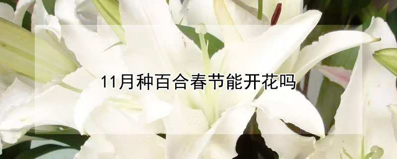 11月种百合春节能开花吗 十一月份还能种百合花吗