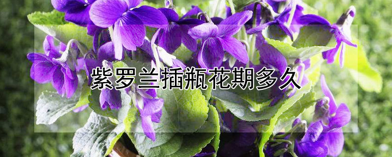 紫罗兰插瓶花期多久（紫罗兰插花花期多长）