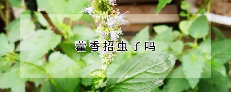 藿香招虫子吗 藿香有虫怎么办