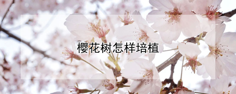樱花树怎样培植（樱花树如何栽种）