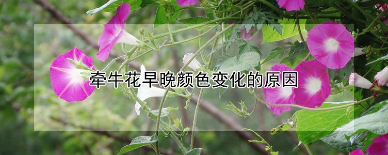 牵牛花早晚颜色变化的原因（牵牛花会变色吗?不同颜色有没分早中晚）