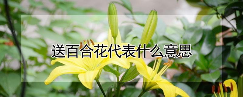 送百合花代表什么意思 女生送百合花代表什么意思