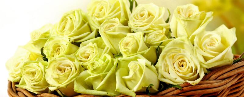 黄玫瑰代表什么意思 香槟玫瑰代表什么意思