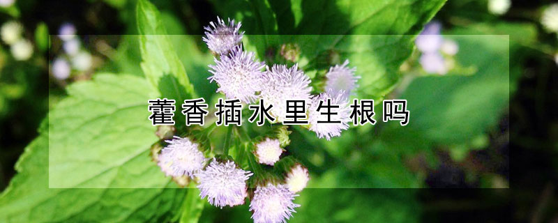 藿香插水里生根吗 花枝插水里能生根吗