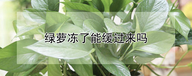 绿萝冻了能缓过来吗（绿萝冻了有救吗）