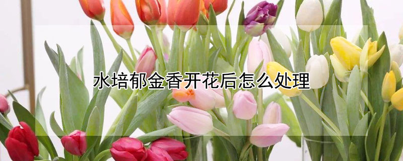 水培郁金香开花后怎么处理 水培郁金香开完花后如何处理