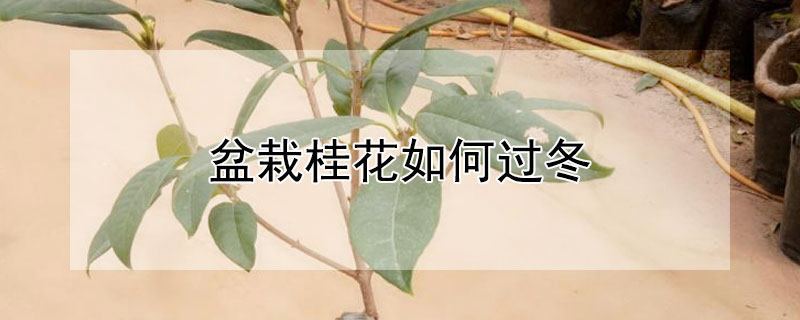 盆栽桂花如何过冬 盆栽桂花冬季怎么养
