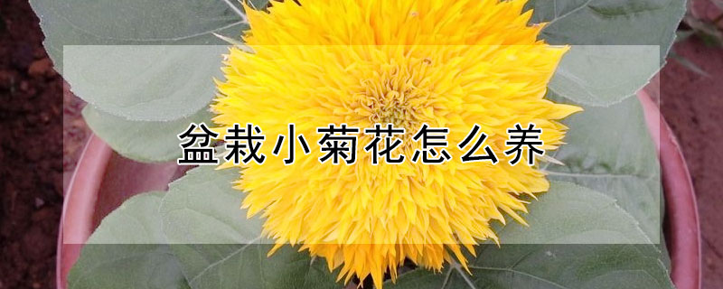 盆栽小菊花怎么养（小菊花怎么养 盆栽）