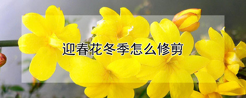 迎春花冬季怎么修剪 迎春花冬季可以修剪吗