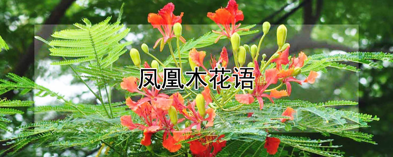 凤凰木花语 凤凰木花语一季新生来