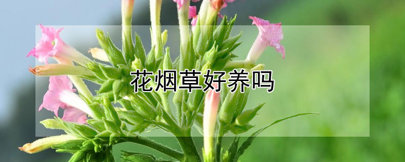 花烟草好养吗(花烟草冬天室外养吗)