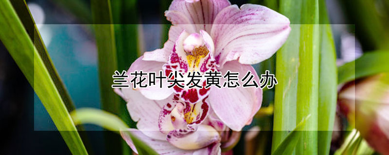 兰花叶尖发黄怎么办（兰花叶尖发黄咋办）