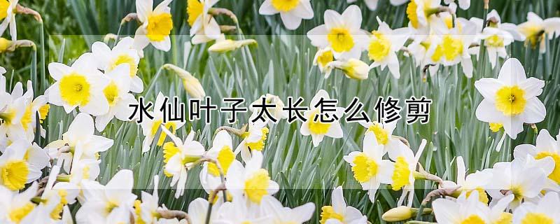 水仙叶子太长怎么修剪 水仙叶子可以剪短吗