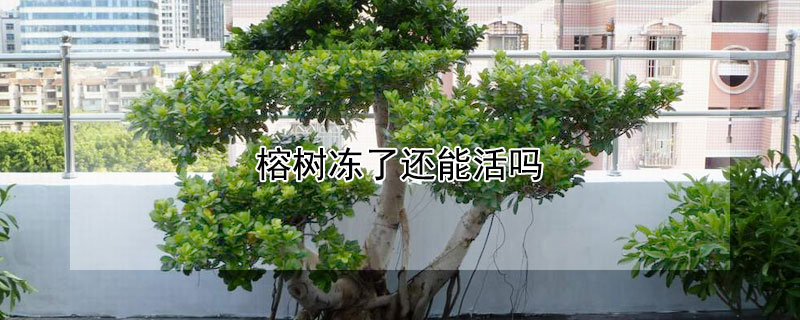 榕树冻了还能活吗 榕树冻伤后还能活吗