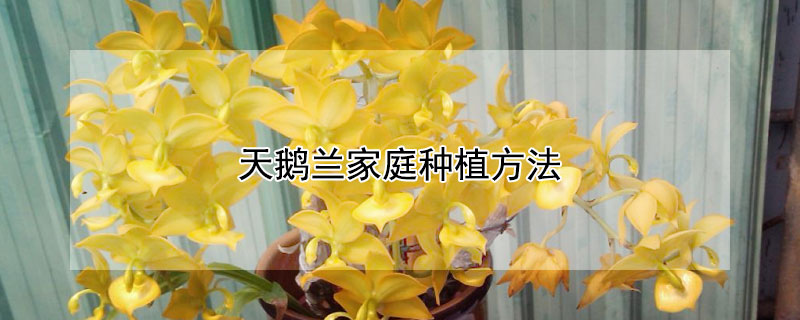 天鹅兰家庭种植方法(天鹅兰的养殖方法和注意事项)