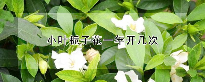 小叶栀子花一年开几次 小叶栀子花一年开几次花,什么时候开花