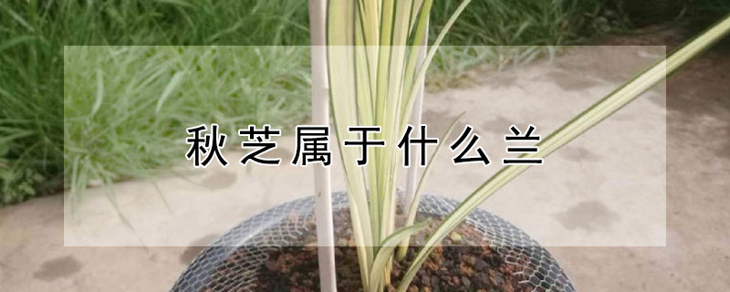 秋芝属于什么兰（秋芝兰花百度百科）