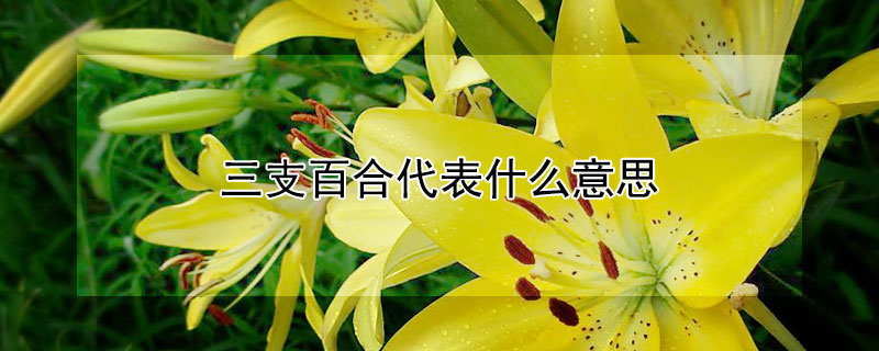 三支百合代表什么意思（3支百合代表什么意思）