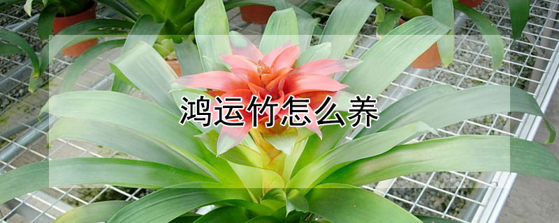 鸿运竹怎么养（刚买回来的鸿运竹怎么养）