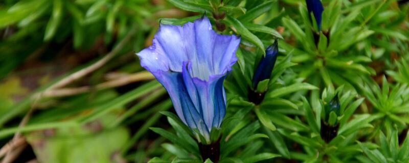 龙胆花寓意（龙胆花寓意着什么）