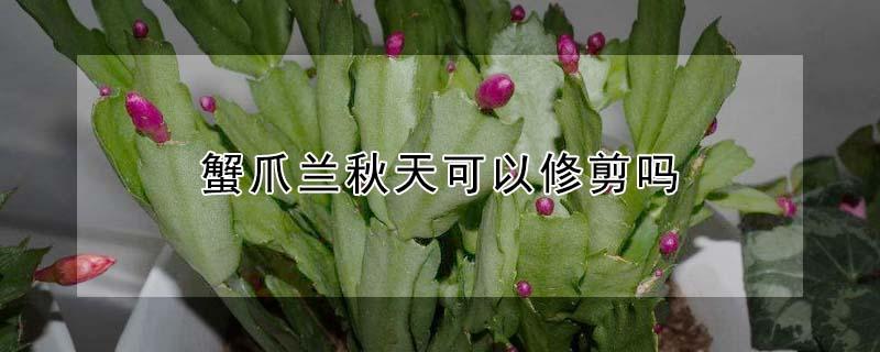 蟹爪兰秋天可以修剪吗（蟹爪兰秋天要修剪吗）