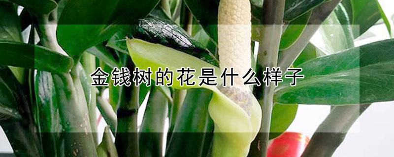 金钱树的花是什么样子 金钱树开花像什么