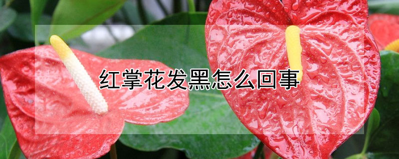 红掌花发黑怎么回事 红掌花发黑是怎么回事