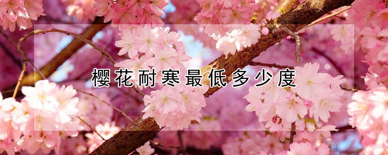 樱花耐寒最低多少度 樱花耐低温多少度