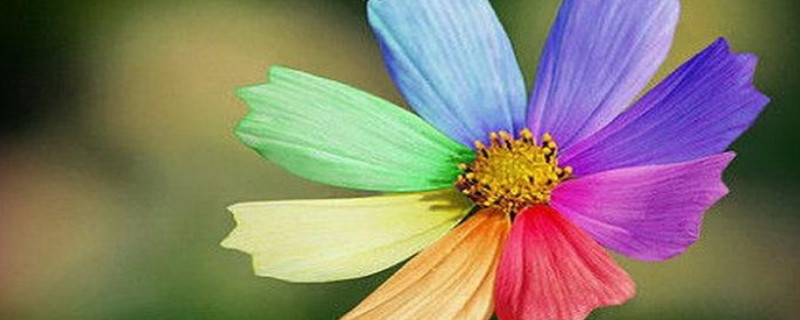 七色堇的花语（七色堇的花语是什么）