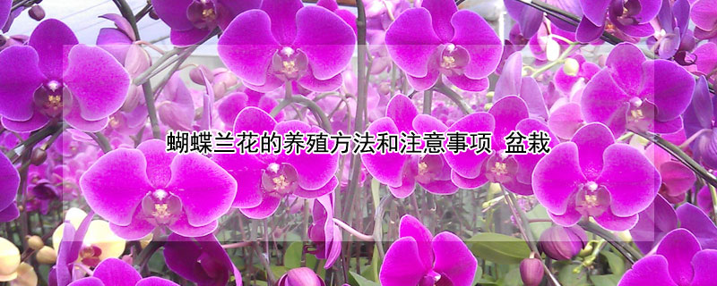 蝴蝶兰花的养殖方法和注意事项（蝴蝶兰花的养殖方法和注意事项 盆栽视频）