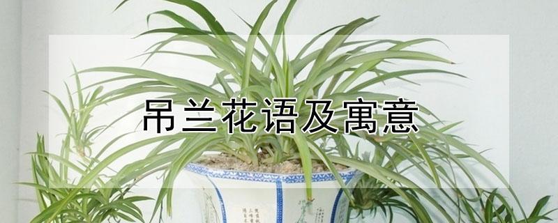 吊兰花语及寓意 吊兰花的寓意 花语