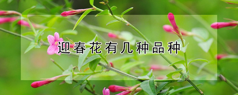 迎春花有几种品种（迎春花有几种品种图片）